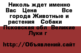 Николь ждет именно Вас › Цена ­ 25 000 - Все города Животные и растения » Собаки   . Псковская обл.,Великие Луки г.